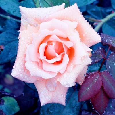 Rose Fertilizer Nature PGR Seaweed Extract Fertilizer For Rose Plant